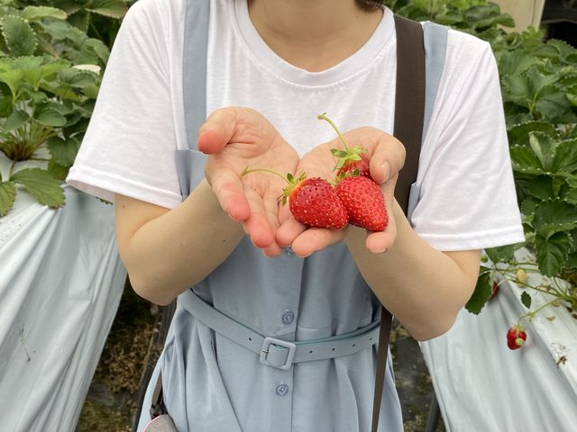 こんな大きなイチゴを見てびっくりしました。とても美味しかったです。_あかしゃのいちご畑