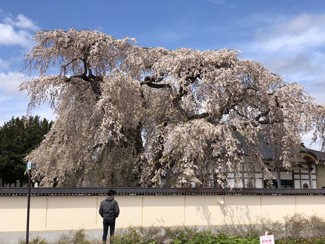 とても大きな垂れ桜です。_法亀寺