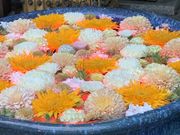 drankmonkeyさんの行田八幡神社の投稿写真3
