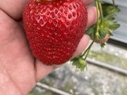 のんくんさんのおいしませファームの投稿写真1