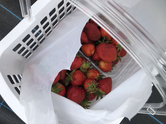 赤々とした、大きな苺がたくさん取れました!_Farm 丸チャン