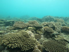がんちゃんさんの沖縄アイランドクルーへの投稿写真1