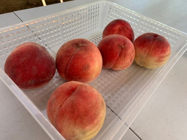 桃の食べ放題_渡辺農園