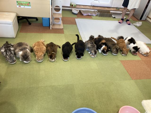 ごはんタイム_猫カフェ美観neko