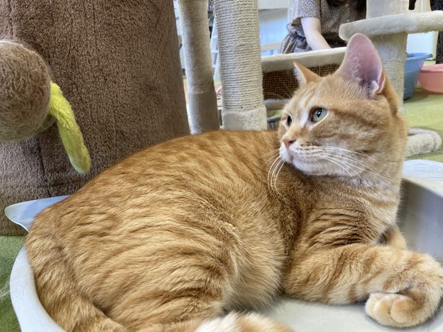 猫鍋に入る猫様_猫カフェ美観neko