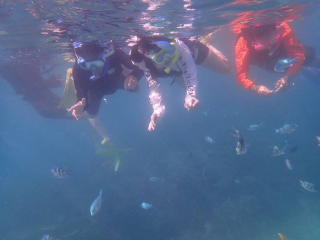 熱帯魚と戯れる♪_Bombon