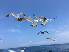 小樽青の洞窟クルーズの写真1