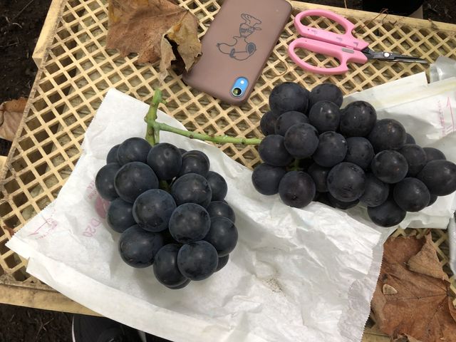 左がブラックビート、右が巨峰_御宿農園