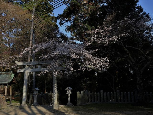 桜の古木。_湯泉神社