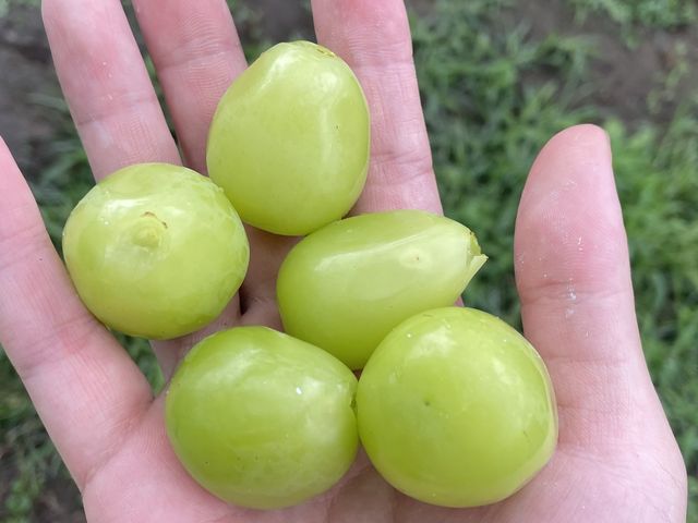 たくさん食べてとても満足できました。マスカットの粒も大きく、美味しかった。
おすすめ!_一古園