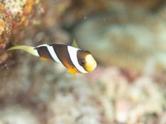 ようさんのDIVING SHOP RYAAANへの投稿写真1