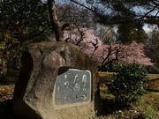 Yanwenliさんの大美和の杜展望台の投稿写真4