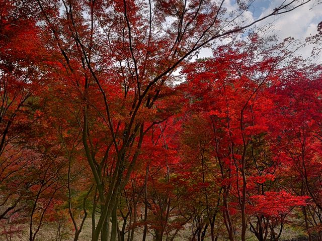 紅葉_織姫公園