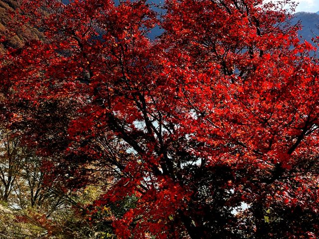 紅葉_草木湖