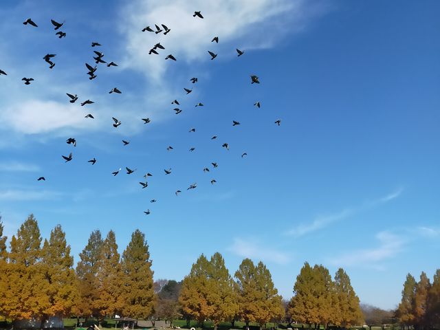 鳩の乱舞_川越水上公園