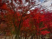 yu‐cyanさんの織姫公園の投稿写真1