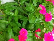 雪乃さんの阿蘇・くまもと空港 の投稿写真4