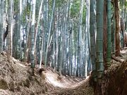 こぼらさんの隠れ古道 金王道の投稿写真5