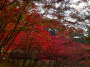 yu‐cyanさんの織姫公園の投稿写真1