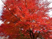 yu‐cyanさんの富弘美術館の投稿写真1