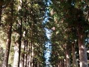 yu‐cyanさんの旧青木家那須別邸の投稿写真1