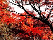 yu‐cyanさんの草木湖の投稿写真1