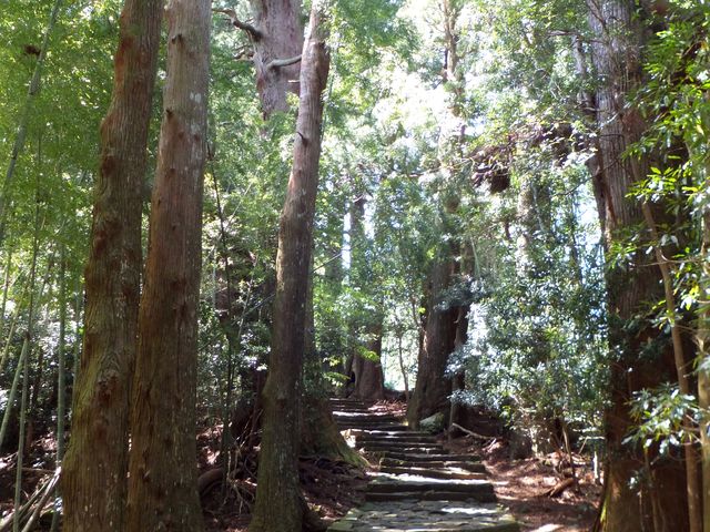 これでもかと杉の巨木が並び立っています。_熊野古道 大門坂