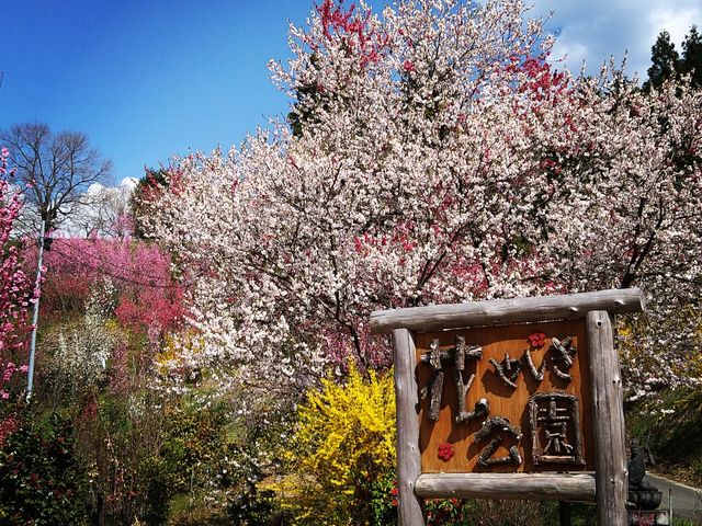 てんじょうさんの花やしき公園の投稿写真1