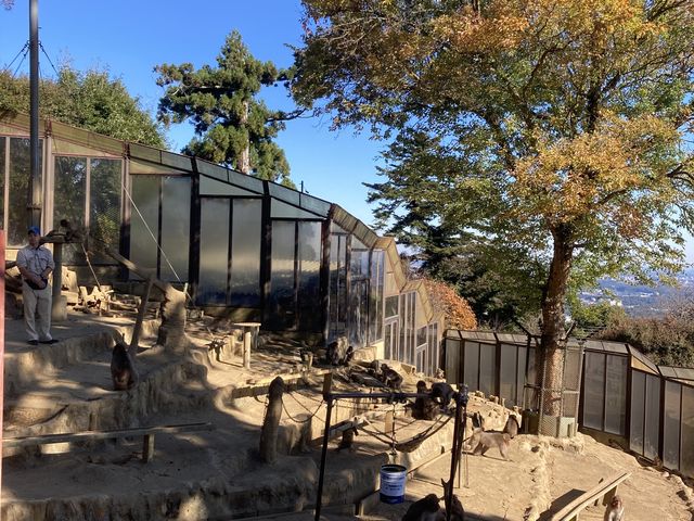 猿山では餌を購入して投げます。キャッチしてもらえると嬉しいです笑_高尾山さる園・野草園