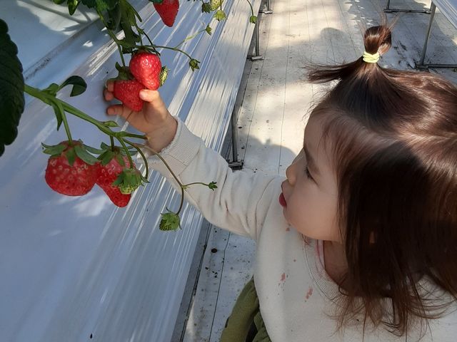 子供達も自分で取れるくらいの高さにあります_未来の郷