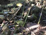 ああああさんの錫杖ヶ岳の投稿写真6