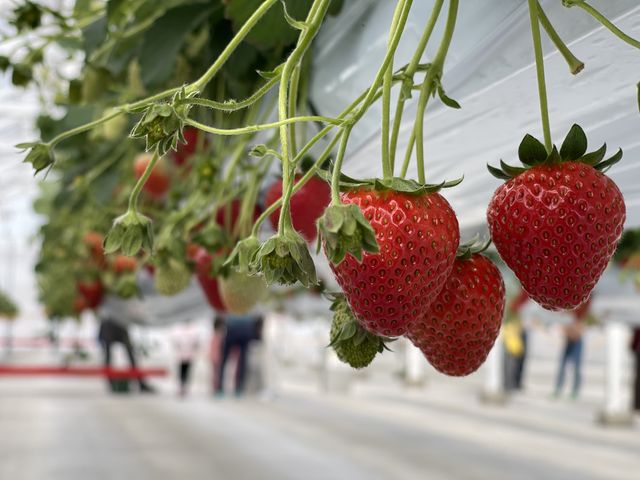 6種類くらい食べ比べが出来ます!_ヒロファーム