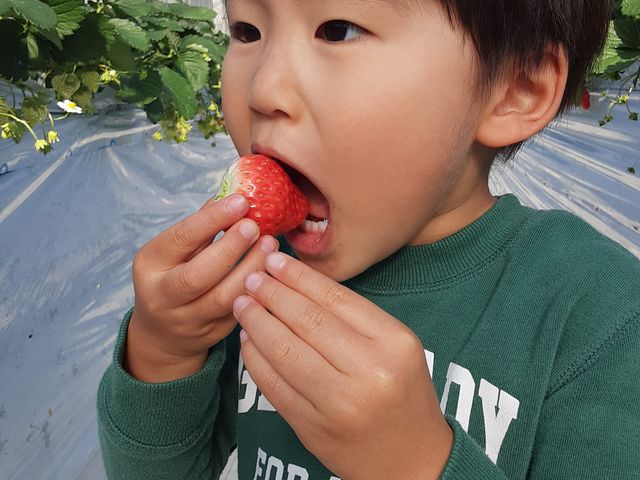 大きくて真っ赤ないちご、お菓子のように甘いです_未来の郷