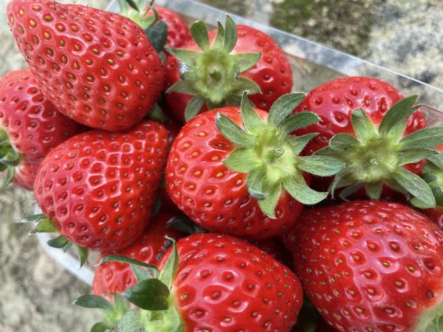 いちご狩り_福田フルーツパーク