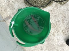 しましまさんの晴れパークたてやまへの投稿写真1