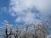 ノルウェーさんの恐羅漢スノーパークの投稿写真2