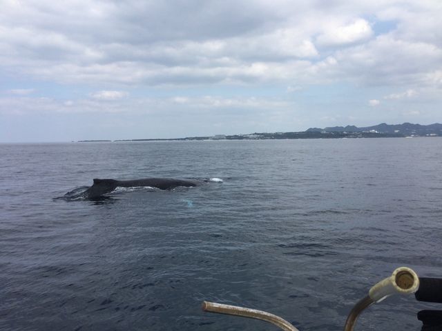 親子クジラとオス_アシビーブルー