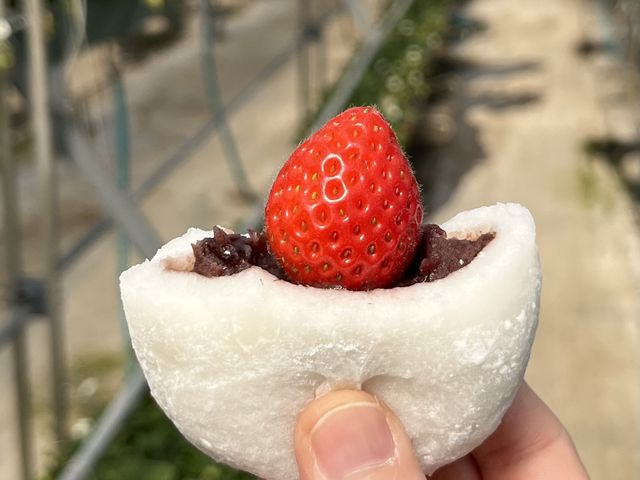 大福と合わせるときは小粒な苺で_ファームクラブ中里農場