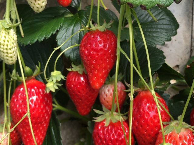 もっと大きな苺が有ったのですが、食べちゃったので…_長良園