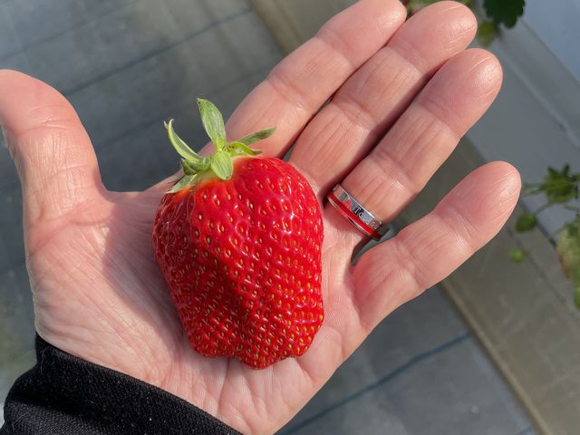 こんなに大きいイチゴが沢山!_かたのいちご園