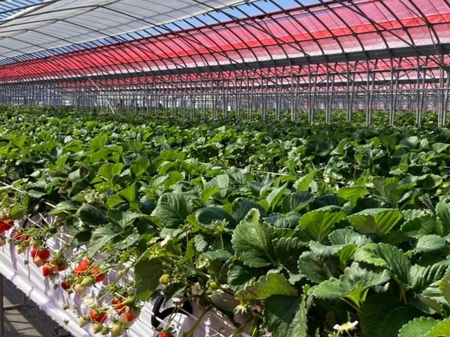 ハウスはとても広くキレイです。_strawberryfarm シャインベリー