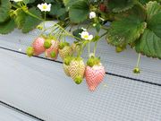 なつみさんの図那いちご園の投稿写真1