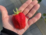 mojitさんのかたのいちご園の投稿写真1