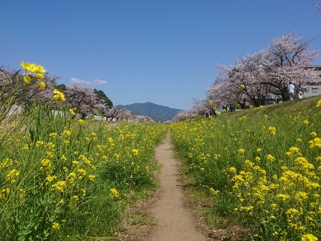 佐奈川堤