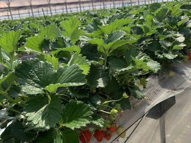 洗わずに食べられるキラキラの苺_中西農園