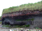 sklfhさんの最終氷期埋没林の投稿写真1