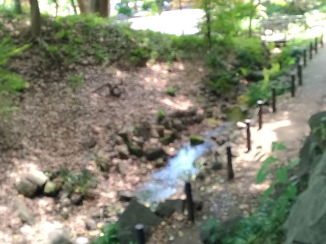 渓流?_芝公園もみじ谷