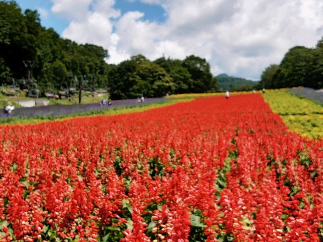 綺麗_たんばらラベンダーパーク
