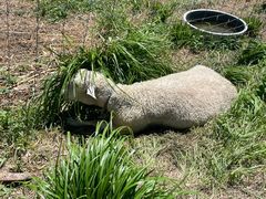 miiさんのキウイフルーツカントリーJapanへの投稿写真1