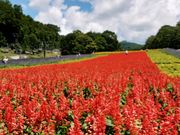 yu‐cyanさんのたんばらラベンダーパークの投稿写真1